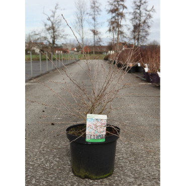 PRUNUS incisa MIKINORI (Cerisier à fleurs du Japon Mikinori) En pot de 10-12 litres forme buisson hauteur 060-080 cm