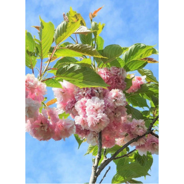 PRUNUS serrulata PINK PERFECTION (Cerisier des collines Pink perfection)