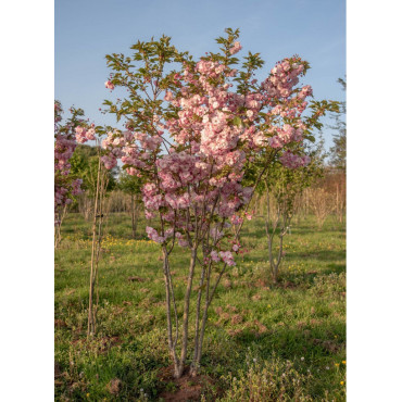 PRUNUS serrulata PINK PERFECTION (Cerisier des collines Pink perfection)