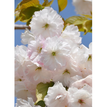 PRUNUS serrulata SHIMIDSU (Cerisier des collines Shimidsu)