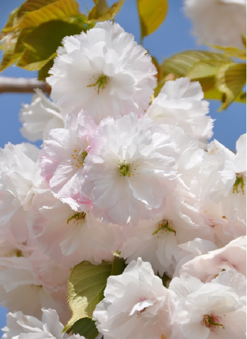 PRUNUS serrulata SHIMIDSU