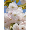 PRUNUS serrulata SHIMIDSU (Cerisier des collines Shimidsu)