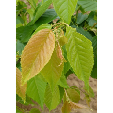 PRUNUS serrulata SHIMIDSU (Cerisier des collines Shimidsu)