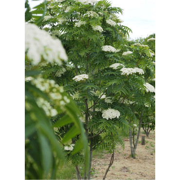 SORBUS DODONG (Sorbier Dodong)