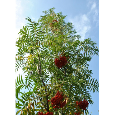 SORBUS DODONG (Sorbier Dodong)