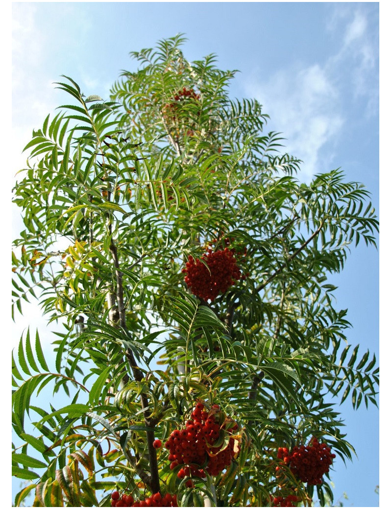 SORBUS DODONG (Sorbier Dodong)