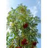 SORBUS DODONG (Sorbier Dodong)