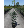 SORBUS aucuparia SHEERWATER SEEDLING ) En pot de 12-15 litres forme baliveau hauteur 150-200 cm