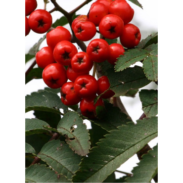 SORBUS aucuparia SHEERWATER SEEDLING (Sorbier des oiseaux Sheerwater Seedling)