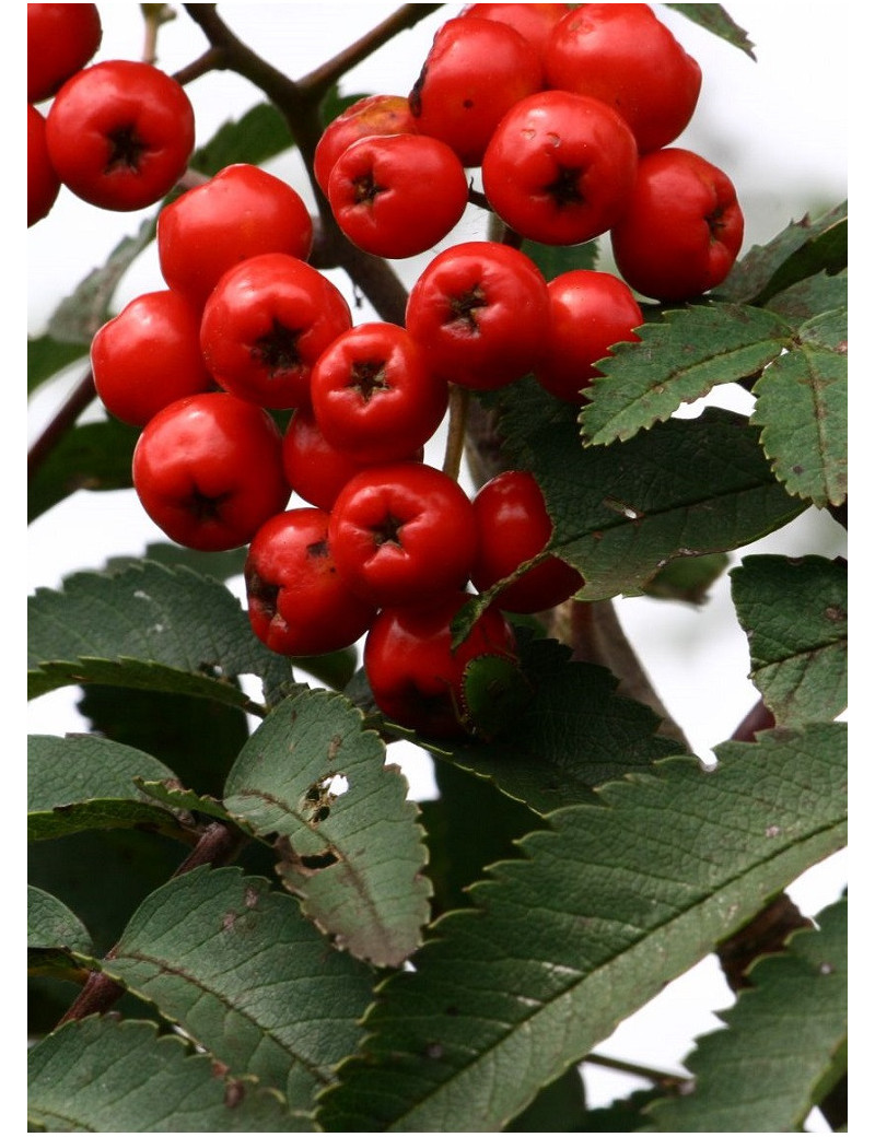 SORBUS aucuparia SHEERWATER SEEDLING (Sorbier des oiseaux Sheerwater Seedling)