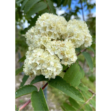 SORBUS aucuparia SHEERWATER SEEDLING (Sorbier des oiseaux Sheerwater Seedling)