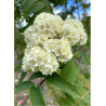 SORBUS aucuparia SHEERWATER SEEDLING (Sorbier des oiseaux Sheerwater Seedling)