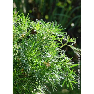 CHOISYA dewitteana LITTLE BEE® (Oranger du Mexique Little Bee®)