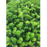 CHOISYA ternata GREENFINGERS® (Oranger du Mexique Greenfingers®)