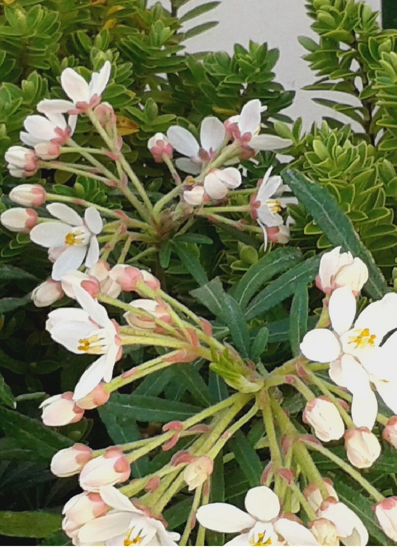 CHOISYA SCENTED GEM