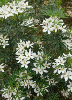CHOISYA SCENTED GEM