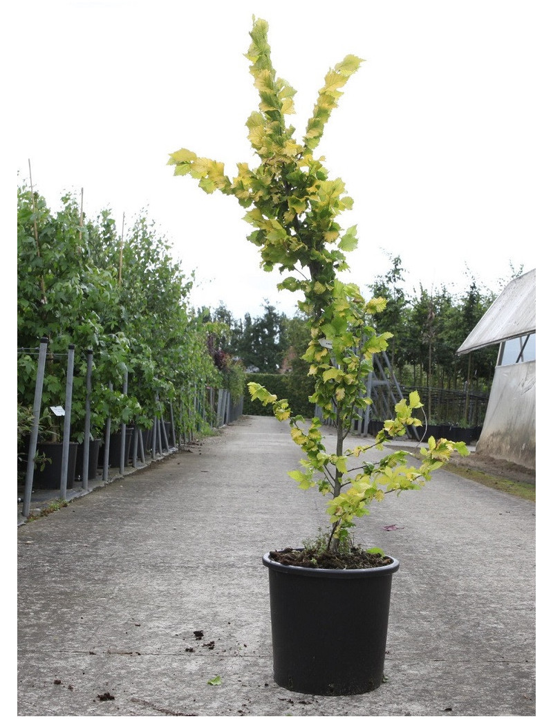 ULMUS hollandica WREDEI (Orme doré)