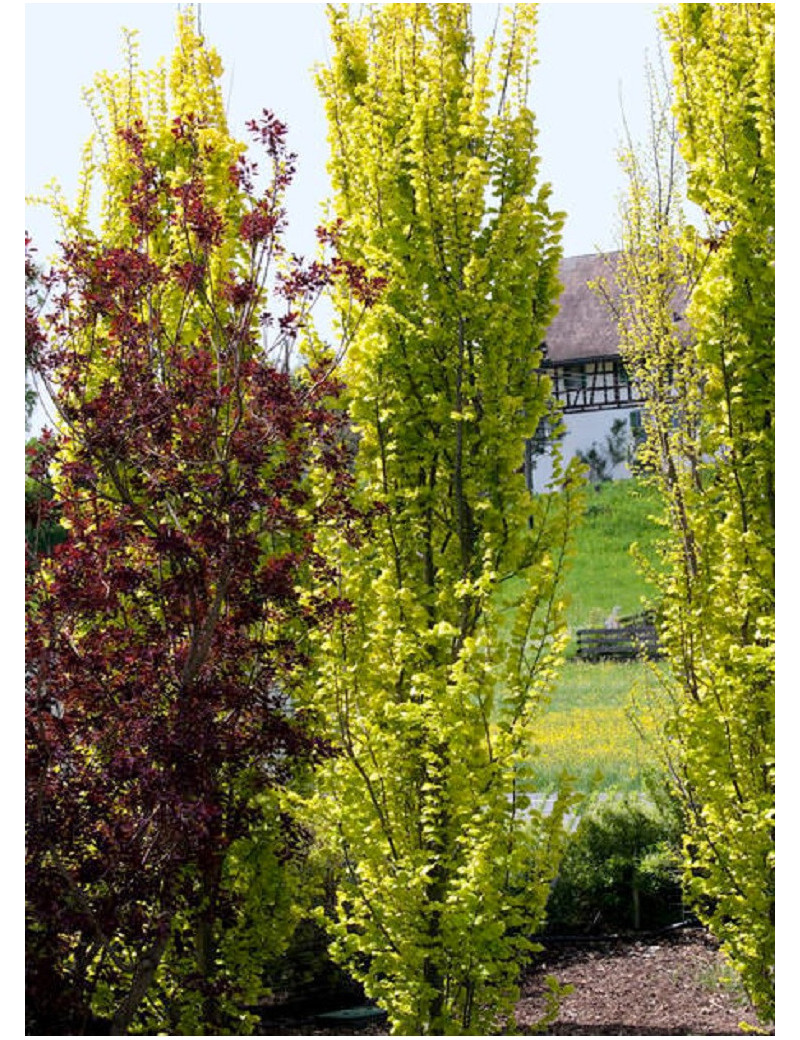 ULMUS hollandica WREDEI (Orme doré)