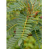 SORBUS vilmorinii (Sorbier)