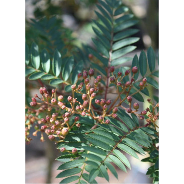 SORBUS vilmorinii (Sorbier)