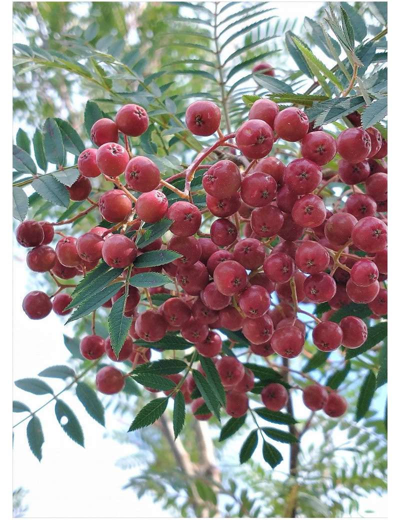 SORBUS vilmorinii (Sorbier)