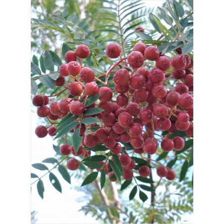 SORBUS vilmorinii (Sorbier)