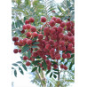 SORBUS vilmorinii (Sorbier)