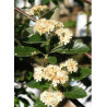 SORBUS intermedia BROUWERS (Sorbier)