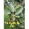 SORBUS intermedia BROUWERS (Sorbier)