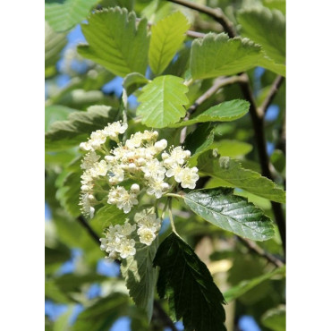 SORBUS intermedia BROUWERS (Sorbier)