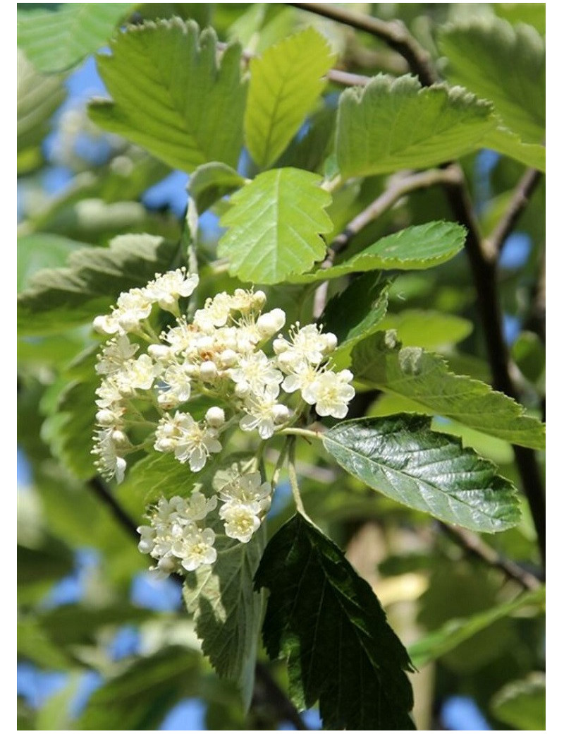 SORBUS intermedia BROUWERS (Sorbier)