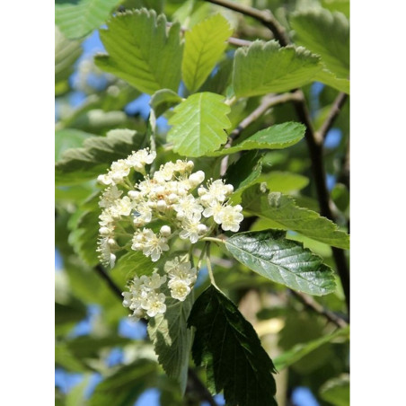 SORBUS intermedia BROUWERS (Sorbier)