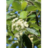 SORBUS intermedia BROUWERS (Sorbier)