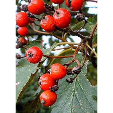 SORBUS intermedia BROUWERS (Sorbier)