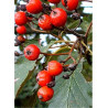 SORBUS intermedia BROUWERS (Sorbier)