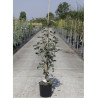 SORBUS intermedia BROUWERS (Sorbier) En pot de 12-15 litres forme baliveau hauteur 150-200 cm