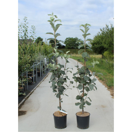 SORBUS aria LUTESCENS (Alisier blanc Lutescens)