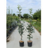 SORBUS aria LUTESCENS (Sorbier) En pot de 12-15 litres forme baliveau hauteur 150-200 cm