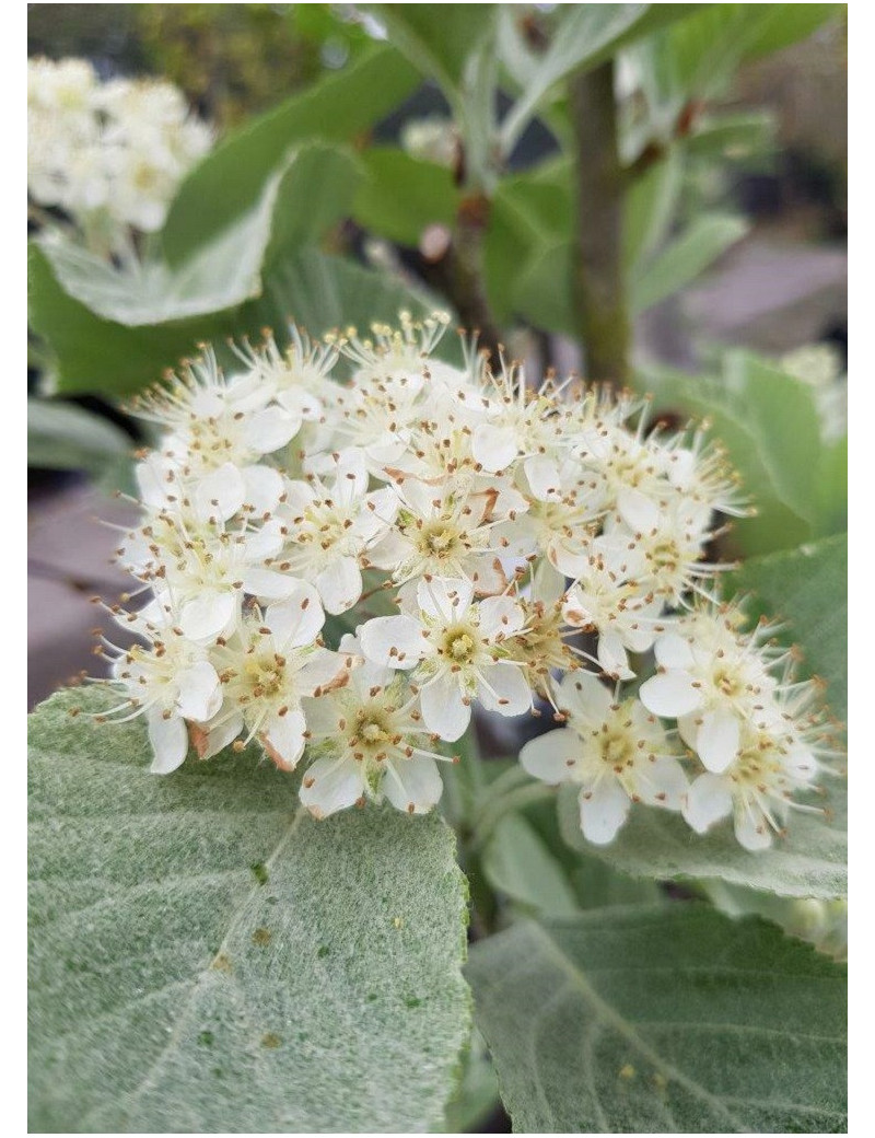 SORBUS aria LUTESCENS (Sorbier)