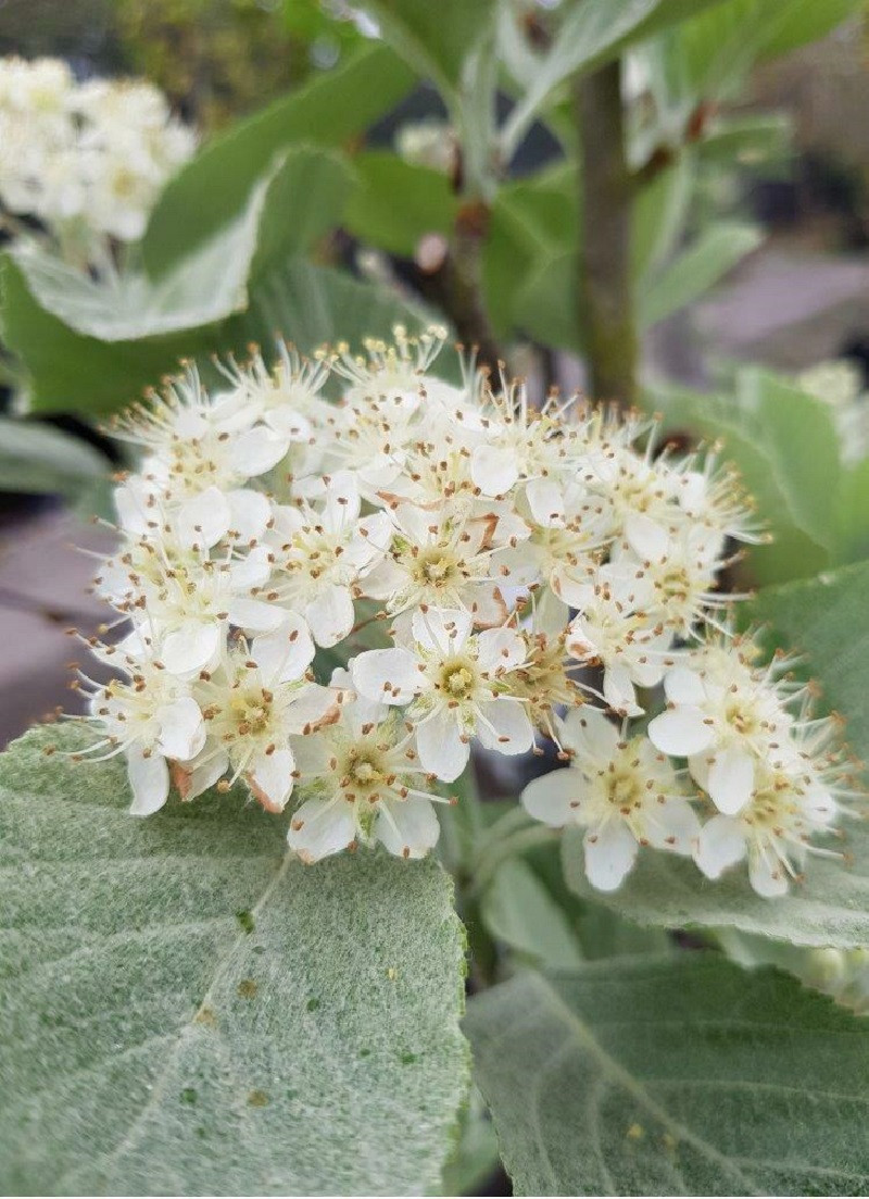 SORBUS aria LUTESCENS
