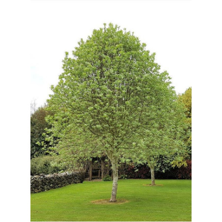 SORBUS aria LUTESCENS (Alisier blanc Lutescens)