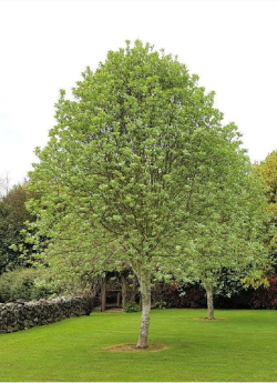 SORBUS aria LUTESCENS