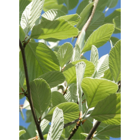 SORBUS aria LUTESCENS (Alisier blanc Lutescens)
