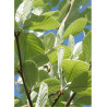 SORBUS aria LUTESCENS (Sorbier)