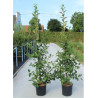 MALUS RED SENTINEL (Pommier d'ornement) En pot de 12-15 litres forme baliveau hauteur 150-200 cm