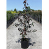 MALUS ROYALTY (Pommier d'ornement) En pot de 12-15 litres forme baliveau hauteur 150-200 cm