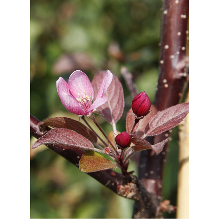 MALUS INDIAN MAGIC (Pommier d'ornement)