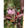 MALUS INDIAN MAGIC (Pommier d'ornement)