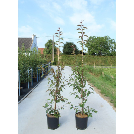 MALUS INDIAN MAGIC (Pommier d'ornement)