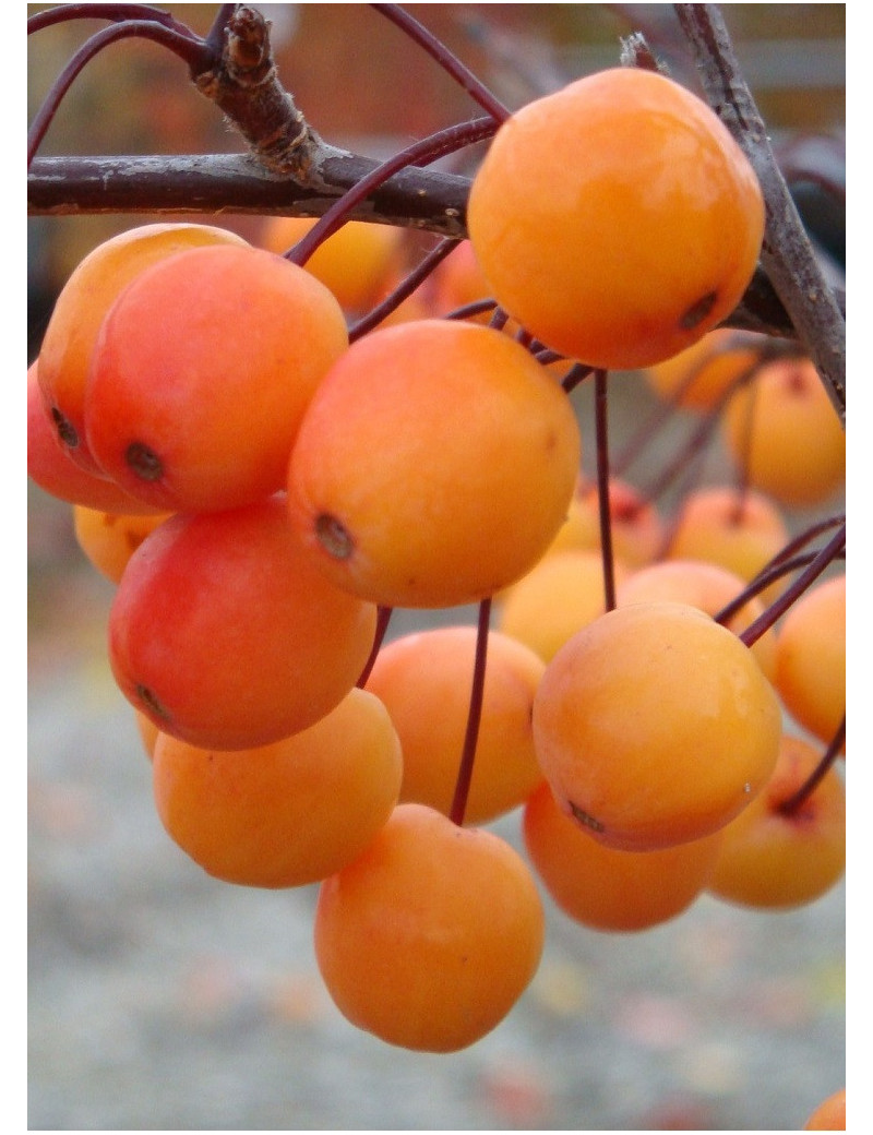 MALUS INDIAN MAGIC (Pommier d'ornement)